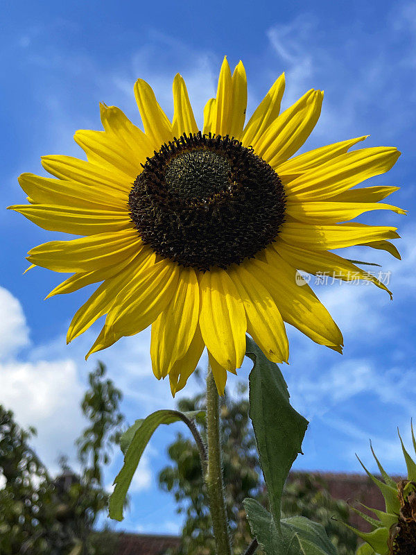 向日葵花头(Helianthus annuus)与黄色花瓣(Helianthus annuus)，圆盘小花，多云的蓝色晴朗的天空和屋顶背景的特写图像，从下面看，重点在前景